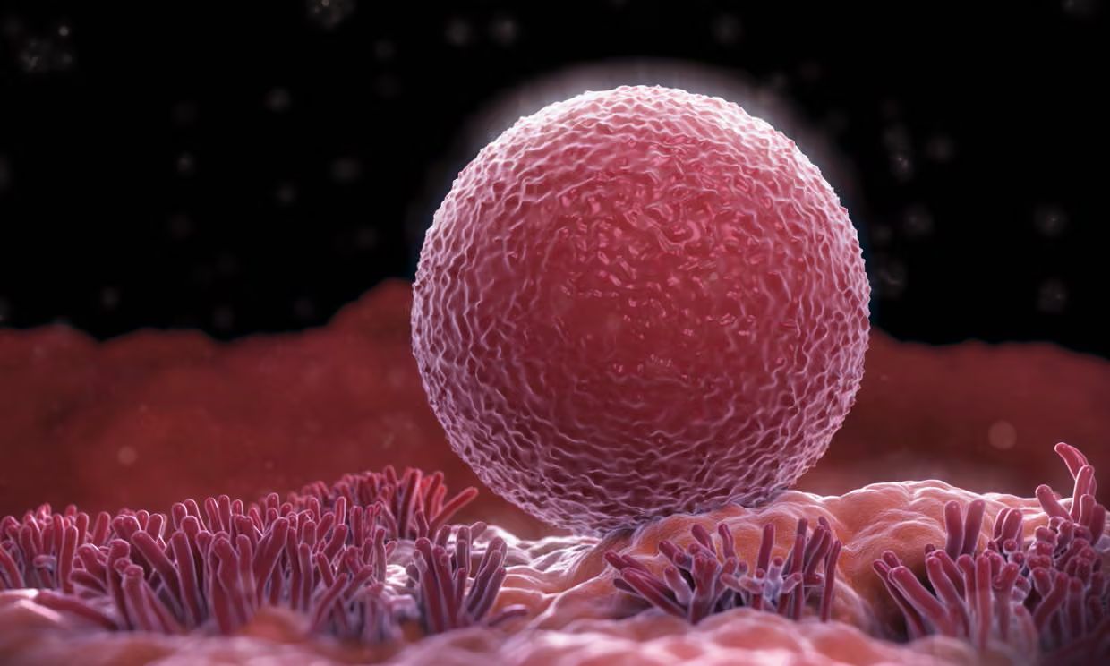 Microscopic illustration of fertilization for LGBTQ+ family-building pathways